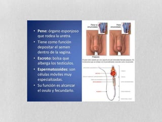Anatomia y fisiologia del aparato reproductor