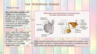 Anatomia y fisiologia del aparto reproductor masculino