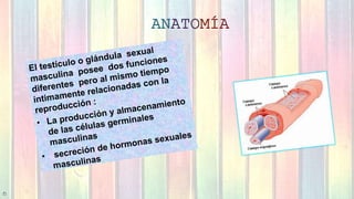 Anatomia y fisiologia del aparto reproductor masculino