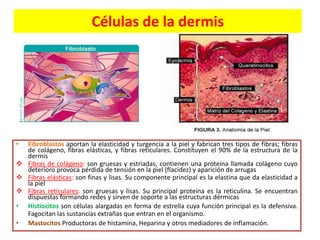 Células de la dermis

•

Fibroblastos aportan la elasticidad y turgencia a la piel y fabrican tres tipos de fibras; fibras
de colágeno, fibras elásticas, y fibras reticulares. Constituyen el 90% de la estructura de la
dermis
 Fibras de colágeno: son gruesas y estriadas, contienen una proteína llamada colágeno cuyo
deterioro provoca pérdida de tensión en la piel (flacidez) y aparición de arrugas
 Fibras elásticas: son finas y lisas. Su componente principal es la elastina que da elasticidad a
la piel
 Fibras reticulares: son gruesas y lisas. Su principal proteína es la reticulina. Se encuentran
dispuestas formando redes y sirven de soporte a las estructuras dérmicas
• Histiocitos son células alargadas en forma de estrella cuya función principal es la defensiva.
Fagocitan las sustancias extrañas que entran en el organismo.
• Mastocitos Productoras de histamina, Heparina y otros mediadores de inflamación.

 