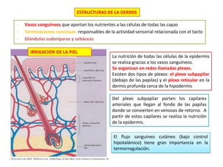 ESTRUCTURAS DE LA DERMIS
•
•
•

Vasos sanguíneos que aportan los nutrientes a las células de todas las capas
Terminaciones nerviosas: responsables de la actividad sensorial relacionada con el tacto
Glándulas sudoríparas y sebáceas
IRRIGACION DE LA PIEL

La nutrición de todas las células de la epidermis
se realiza gracias a los vasos sanguíneos.
Se organizan en redes llamadas plexos.
Existen dos tipos de plexos: el plexo subpapilar
(debajo de las papilas) y el plexo reticular en la
dermis profunda cerca de la hipodermis
Del plexo subpapilar parten los capilares
arteriales que llegan al fondo de las papilas
donde se convierten en venosos de retorno. A
partir de estos capilares se realiza la nutrición
de la epidermis.
El flujo sanguíneo cutáneo (bajo control
hipotalámico) tiene gran importancia en la
termorregulación.

 