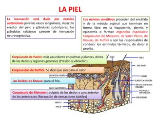 LA PIEL
La inervación está dada por nervios
autónomos para los vasos sanguíneos, músculo
erector del pelo y glándulas sudoríparas, las
glándulas sebáceas carecen de inervación
neurovegetativa.

Los nervios sensitivos proceden del encéfalo
y de la médula espinal que terminan en
forma libre en la hipodermis, dermis y
epidermis o forman organelos especiales:
Corpúsculos de Meissner, de Vater Pacini, de
Krause, de Ruffini y son las responsables de
conducir los estímulos térmicos, de dolor y
prurito.

Corpúsculo de Pacini: más abundante en palmas y plantas, dorso
de los dedos y regiones genitales (Presión y vibración)
Corpúsculos de Ruffini: Se dice que son para el calor.
Los bulbos de Krause: para el frío.
Corpúsculo de Meissner: pulpejo de los dedos y cara anterior
de los antebrazos (Recepción de sensaciones táctiles)

 