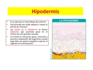 Hipodermis
•
•
•
•

Es la capa que se sitúa debajo de la dermis
Está formada por tejido adiposo y separa la
piel de los músculos.
Las células de la hipodermis se llaman
adipocitos que acumulan grasa en el
interior de unas grandes vacuolas.
Su función es almacenar grasa, reservarla y
ponerla a disposición del organismo cuando
haga falta una aporte energético superior al
ingerido en la alimentación

 