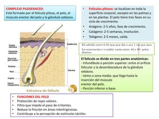 COMPLEJO PILOSEBACEO:
Está formado por el folículo piloso, el pelo, el
músculo erector del pelo y la glándula sebácea.

•

•
•
•

Folículos pilosos: se localizan en toda la
superficie corporal, excepto en las palmas y
en las plantas. El pelo tiene tres fases en su
ciclo de crecimiento:
Anágeno: 2-5 años, fase de crecimiento.
Catágeno: 2-5 semanas, involución.
Telógeno: 2-5 meses, caída.

El folículo se divide en tres partes anatómicas:
- Infundíbulo o porción superior: entre el orificio
folicular y la desembocadura de la glándula
sebácea.
- Istmo o zona media: que llega hasta la
inserción del músculo
erector del pelo.
- Porción inferior o base.
•
•
•
•
•

FUNCIONES DEL PELO
Protección de rayos solares.
Filtro que impide el paso de irritantes.
Reduce la fricción en áreas intertriginosas.
Contribuye a la percepción de estímulos táctiles

 