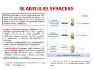 GLANDULAS SEBACEAS
Glándulas sudoríparas ecrinas: localizadas en casi todo
el cuerpo,en especial en las palmas, las plantas y las
axilas. Su secreción es merocrina (por exocitosis, sin
pérdida celular) y se regula por el sistema nervioso
autónomo (fibras colinérgicas).
Glándula sudorípara apocrina: desemboca en el
Infundíbulo, por encima de donde lo hace la glándula
sebácea. Abundan en la región anogenital, las
axilas, las areolas y el vestíbulo nasal. Tiene secreción
por decapitación o apocrina. Su desarrollo es
hormonal
y comienza a funcionar después de la pubertad bajo el
sistema nervioso autónomo (fibras adrenérgicas).
Glándula sebácea: desemboca en el ¡nfundíbulo del
folículo piloso.Se distribuye por toda la superficie
corporal, excepto en las palmas y en las plantas. Su
secreción es holocrina (toda la célula, con pérdida
celular) y su control es hormonal.

 