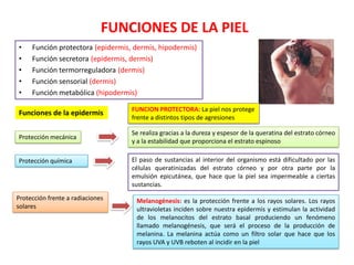 FUNCIONES DE LA PIEL
•
•
•
•
•

Función protectora (epidermis, dermis, hipodermis)
Función secretora (epidermis, dermis)
Función termorreguladora (dermis)
Función sensorial (dermis)
Función metabólica (hipodermis)

Funciones de la epidermis

FUNCION PROTECTORA: La piel nos protege
frente a distintos tipos de agresiones

Protección mecánica

Se realiza gracias a la dureza y espesor de la queratina del estrato córneo
y a la estabilidad que proporciona el estrato espinoso

Protección química

Protección frente a radiaciones
solares

El paso de sustancias al interior del organismo está dificultado por las
células queratinizadas del estrato córneo y por otra parte por la
emulsión epicutánea, que hace que la piel sea impermeable a ciertas
sustancias.
Melanogénesis: es la protección frente a los rayos solares. Los rayos
ultravioletas inciden sobre nuestra epidermis y estimulan la actividad
de los melanocitos del estrato basal produciendo un fenómeno
llamado melanogénesis, que será el proceso de la producción de
melanina. La melanina actúa como un filtro solar que hace que los
rayos UVA y UVB reboten al incidir en la piel

 