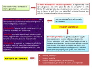 Protección frente a la entrada de
microorganismos

El manto hidrolipídico( emulsion epicutanea) es ligeramente ácido
(pH 5,5) gracias a los ácidos grasos del sebo por una parte y al ácido
láctico del sudor por otra. Los microorganismos no viven a pH ácidos,
por lo tanto, la piel tiene una capacidad autoesterilizadora que
dificulta el desarrollo de los microorganismos.

Permeabilidad selectiva: la piel tiene capacidad para
seleccionar las sustancias que la atraviesan gracias a 3
diferentes tipos de penetración:
-Contactación: la sustancia sólo contacta con otra o
impregna la capa córnea sin penetrar.
-Absorción: la sustancia penetra en el interior de la
dermis, llegando a los vasos sanguíneos y pasando al
torrente circulatorio. Ejemplo: medicamento.
-Penetración: la sustancia se introduce en el interior
de la piel a través de los conductos pilosebáceos
atravesando la epidermis y llega a la dermis a nivel
superficial

Funciones de la Dermis

•
•
•

Barrera selectiva frente a la entrada
de sustancias

FUNCION SECRETORA:

Emulsión epicutánea: las glándulas sudoríparas y las
sebáceas secretan sudor y sebo respectivamente.
Ambas sustancias, en la superficie de la capa córnea, se
juntan y se emulsionan, formando una película o manto
hidrolipídico. Este manto hidrolipídico actuará como
una crema hidratante (emoliente) y natural fabricada
por nuestra propia piel y que aparte tiene funciones.
Función protectora
Función sensorial
Función termoreguladora: Vasodilatación y
vasocontactación, producción de sudor, la horripilación.

 