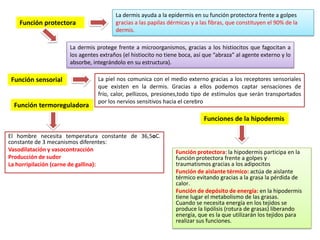 Función protectora

La dermis ayuda a la epidermis en su función protectora frente a golpes
gracias a las papilas dérmicas y a las fibras, que constituyen el 90% de la
dermis.

La dermis protege frente a microorganismos, gracias a los histiocitos que fagocitan a
los agentes extraños (el histiocito no tiene boca, así que “abraza” al agente externo y lo
absorbe, integrándolo en su estructura).

Función sensorial

Función termoreguladora

La piel nos comunica con el medio externo gracias a los receptores sensoriales
que existen en la dermis. Gracias a ellos podemos captar sensaciones de
frío, calor, pellizcos, presiones,todo tipo de estímulos que serán transportados
por los nervios sensitivos hacia el cerebro

Funciones de la hipodermis
El hombre necesita temperatura constante de 36,5oC.
constante de 3 mecanismos diferentes:
Vasodilatación y vasocontracción
Producción de sudor
La horripilación (carne de gallina):

Función protectora: la hipodermis participa en la
función protectora frente a golpes y
traumatismos gracias a los adipocitos
Función de aislante térmico: actúa de aislante
térmico evitando gracias a la grasa la pérdida de
calor.
Función de depósito de energía: en la hipodermis
tiene lugar el metabolismo de las grasas.
Cuando se necesita energía en los tejidos se
produce la lipólisis (rotura de grasas) liberando
energía, que es la que utilizarán los tejidos para
realizar sus funciones.

 