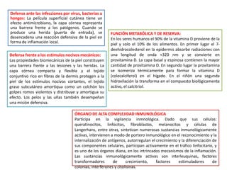Defensa ante las infecciones por virus, bacterias u
hongos: La película superficial cutánea tiene un
efecto antimicrobiano, la capa córnea representa
una barrera frente a los patógenos. Cuando se
produce una herida (puerta de entrada), se
desencadena una reacción defensiva de la piel en
forma de inflamación local.
Defensa frente a los estímulos nocivos mecánicos:
Las propiedades biomecánicas de la piel constituyen
una barrera frente a las lesiones y las heridas. La
capa córnea compacta y flexible y el tejido
conjuntivo rico en fibras de la dermis protegen a la
piel de los estímulos nocivos cortantes, el tejido
graso subcutáneo amortiqua como un colchón los
golpes romos violentos y distribuye y amortigua su
efecto. Los pelos y las uñas también desempeñan
una misión defensiva.

FUNCIÓN METABÓLICA Y DE RESERVA:
En los seres humanos el 90% de la vitamina D proviene de la
piel y solo el 10% de los alimentos. En primer lugar el 7deehidrocolesterol en la epidermis absorbe radiaciones con
una longitud de onda <320 nm y se convierte en
provitamina D. La capa basal y espinosa contienen la mayor
cantidad de provitamina D. En segundo lugar la provitamina
se isomeriza térmicamente para formar la vitamina D
(colecalciferol) en el hígado. En el riñón una segunda
hidroxilación la transforma en el compuesto biológicamente
activo, el calcitriol.

ÓRGANO DE ALTA COMPLEJIDAD INMUNOLÓGICA
Participa en la vigilancia inmnológica. Dado que sus células:
queratinocitos, linfocitos, fibroblastos, melanocitos y células de
Langerhans, entre otras, sintetizan numerosas sustancias inmunológicamente
activas, intervienen a modo de portero inmunológico en el reconocimiento y la
internalización de antígenos, autorregulan el crecimiento y la diferenciación de
sus componentes celulares, participan activamente en el tráfico linfocitario, y
es uno de los órganos diana, en los intrincados mecanismos de la inflamación.
Las sustancias inmunológicamente activas son interleuquinas, factores
transformadores
de
crecimiento,
factores
estimuladores
de
colonias, interferones y citolisinas.

 
