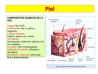 CLASIFICACION DE QUIMICOS y es
• Es el mayor órgano PIEL:
COMPONENTES LA del cuerpo DE LA
responsable de numerosas funciones
La piel
PIEL: se descama continuamente, sin
fisiológicas inmunológicas Su se ven
embargo éstasefinas escamas .no peso
es a
4 se 6
debidode 3que kg (mezclan con el
a.Agua: 60aa 70% a 7% del peso sudor y
corporal) y Na, 2m.
el sebo, produciéndose un y
b.Electrolitos: mide K, calcioverdadero y
• Estácosmético. por un conjunto de
natural constituida
magnesio.
tejidos que ésta
De acuerdo a se coordinan entre si para
c.Otros minerales: capa que lubrica la
piel,realizar unas zinc, hierro. de 6
se habla cosméticamente
Fósforo, plomo,funciones concretas. tipos
• piel: órgano
de Es un
d.Proteínas: heterogéneo que incluye
todos los tipos alípica, , excepto cist
Eudérmica, Grasa,de tejidosdeshidratada,
Aminoácidos, metionina, cisteína, el
hidratada y mixta.
ina, tejido cartilaginoso y el tejido óseo.
colágeno.
e.Lípidos: inter e intracelulares.
f.Hidratos de carbono: Glucosa y
glucógeno.
g.Enzimas y vitaminas: sobre todo
B, A y ácido nicotínico.

 