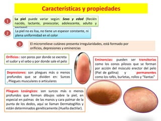 Características y propiedades
1
2

La piel puede variar según: Sexo y edad (Recién
nacido, lactante, preescolar, adolescente, adulto y
anciano).
La piel no es lisa, no tiene un espesor constante, ni
plena uniformidad en el color

3

El microrrelieve cutáneo presenta irregularidades, está formado por
orificios, depresiones y eminencias

Orificios : son poros por donde se excreta
el sudor y el sebo y por donde sale el pelo
Depresiones: son pliegues más o menos
profundos que se dividen en: Surcos
, Pliegues musculares o articulares

Pliegues Losángicos: son surcos más o menos
profundos que forman dibujos sobre la piel, en
especial en palmas de las manos y cara palmar de la
punta de los dedos, aquí se llaman Dermatoglifos y
están determinados genéticamente.(Huella dactilar).

Eminencias: pueden ser transitorias
como los conos pilosos que se forman
por acción del músculo erector del pelo
(Piel de gallina)
y
permanentes
como los rafés, burletas, rollos y “llantas”

 