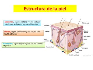 Estructura de la piel
Epidermis, tejido epitelial y sus células
más importantes son los queratinocitos.

Dermis, tejido conjuntivo y sus células son
los fibroblastos

Hipodermis, tejido adiposo y sus células son los
adipocitos

 