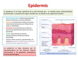 Epidermis
La epidermis es la Capa superficial de la piel formado por un epitelio plano poliestratificado
queratinizado y avascular de origen ectodérmico. Se divide en los siguientes estratos:
•
•

•

•

•

Basal o germinativo: contiene queratinocitos
básales melanocitos y células de Merkel.
Espinoso: queratinocitos unidos por puentes
intercelulares (desmosomas). (Proporcionan
sosten y estabilidad ),
Granuloso: queratinocitos que contienen
granulos de queratohialina (precursor de la
queratina)
Lúcido: sólo presente en palmas y
plantas.(Contiene eleidina que aporta
elasticidad)
Córneo: células muertas, queratinizadas, sin
núcleo (corneocitos). Proporciona una barrera
mecánica frente a agentes externos

La epidermis se deja atravesar por la
desembocadura de los folículos Pilosos
(acrotriquio) y las glándulas sudoríparas
Ecrinas (acrosiringio).

 