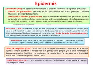 Epidermis
Queratinocitos (90%): son las células mayoritarias en la epidermis. Contienen las siguientes estructuras:
• Granulos de queratohialina: presentes en los queratinocitos del estado granuloso. Contienen
filagrina, un precursor de la queratina.
• Corpúsculos de Odland o queratinosomas: en los queratinocitos de los estratos granuloso y espinoso
de la epidermis. Contienen lípidos y proteínas que serán vertidos al espacio intercelular para permitir
la cohesión de los corneocitos y formar una barrera impermeable que evita la pérdida de agua.

Melanocitos (5-10%): asientan en la capa basal en proporción 1/10 con los queratinocitos. Derivan de la
cresta neural. Se relacionan con otras células mediante dendritas, por las cuales traspasan la melanina
de los melanosomas (donde se sintetizan) a los queratinocitos. El color de la piel depende del tamaño y
de la distribución de los melanosomas, no del número de melanocitos.
La melanina se forma a partir de la transformación de la Tirosina a Dopamina por acción de
la tirosinasa y posteriormente de Dopamina a Melanina por acción de la misma enzima.
Células de Langerhans (2-5%): células dendríticas de origen mesodérmico localizadas en el estrato
espinoso. También asienta en la mucosa oral, en la genital, en los ganglios y en el timo. Pertenecen al
sistema mononuclear fagocítico y se originan en la médula ósea. Forman parte de la inmunidad
celular, pues presentan antígenos a los linfocitos T.
Células de Merkel (< 1%): son de origen neuroectodérmico. Se localizan en la capa basal y se cree que
son receptores táctiles.

 