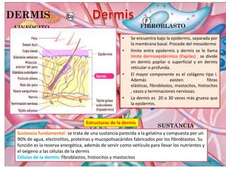 •

•

•

•

Se encuentra bajo la epidermis, separada por
la membrana basal. Procede del mesodermo
límite entre epidermis y dermis se le llama
límite dermoepidérmico (Papilas) , se divide
en dermis papilar o superficial y en dermis
reticular o profunda.
El mayor componente es el colágeno tipo I.
Además
existen
fibras
elásticas, fibroblastos, mastocitos, histiocitos
, vasos y terminaciones nerviosas.
La dermis es 20 o 30 veces más gruesa que
la epidermis.

Estructuras de la dermis
Sustancia fundamental: se trata de una sustancia parecida a la gelatina y compuesta por un
90% de agua, electrolitos, proteínas y mucopolisacáridos fabricados por los fibroblastos. Su
función es la reserva energética, además de servir como vehículo para llevar los nutrientes y
el oxígeno a las células de la dermis
Células de la dermis: fibroblastos, histiocitos y mastocitos

 