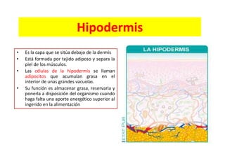Hipodermis
•
•
•
•

Es la capa que se sitúa debajo de la dermis
Está formada por tejido adiposo y separa la
piel de los mú...