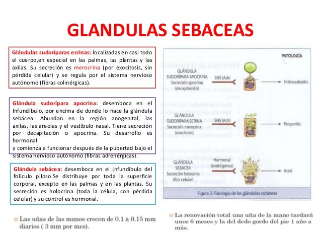 La máscara para los cabellos para el reforzamiento del crecimiento y el refuerzo