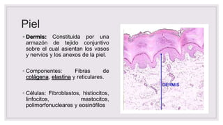 Piel
◦ Dermis: Constituida por una
armazón de tejido conjuntivo
sobre el cual asientan los vasos
y nervios y los anexos de la piel.
◦ Componentes: Fibras de
colágena, elastina y reticulares.
◦ Células: Fibroblastos, histiocitos,
linfocitos, mastocitos,
polimorfonucleares y eosinófilos
 