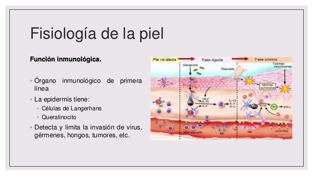 Anatomia y fisiologia de la piel