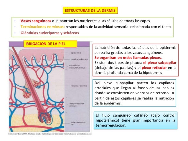 Anatomia y fisiologia de la piel