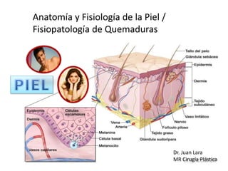 Anatomía y Fisiología de la Piel /
Fisiopatología de Quemaduras
Dr. Juan Lara
MR Cirugía Plástica
 