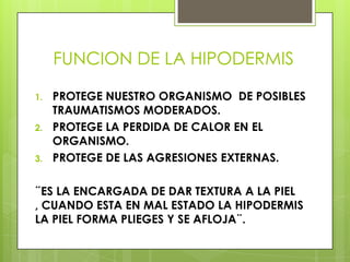 FUNCION DE LA HIPODERMIS

1.   PROTEGE NUESTRO ORGANISMO DE POSIBLES
     TRAUMATISMOS MODERADOS.
2.   PROTEGE LA PERDIDA DE CALOR EN EL
     ORGANISMO.
3.   PROTEGE DE LAS AGRESIONES EXTERNAS.

¨ES LA ENCARGADA DE DAR TEXTURA A LA PIEL
, CUANDO ESTA EN MAL ESTADO LA HIPODERMIS
LA PIEL FORMA PLIEGES Y SE AFLOJA¨.
 
