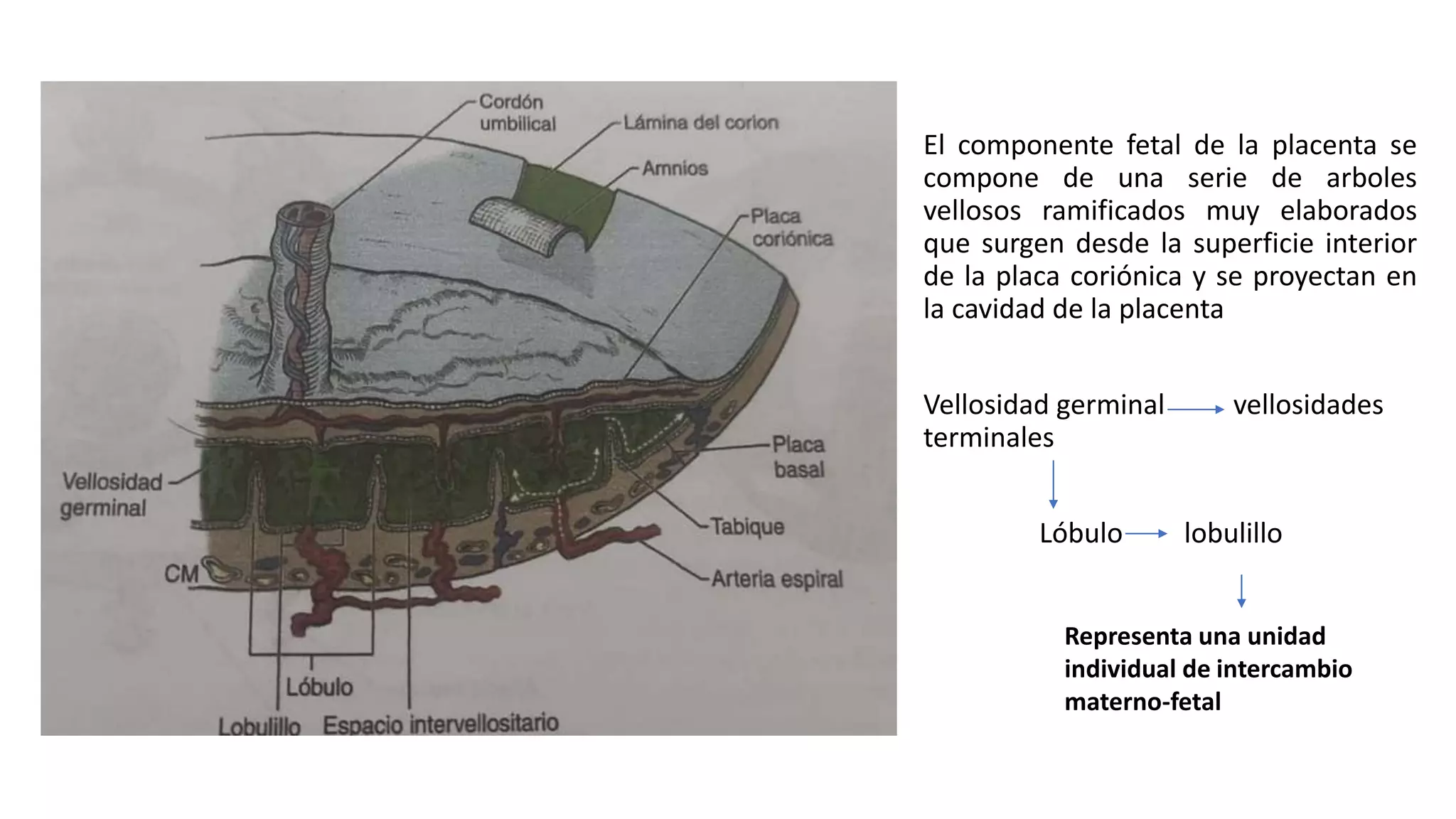 anatomia y fisiologia de la placenta.pptx | Descarga Gratuita