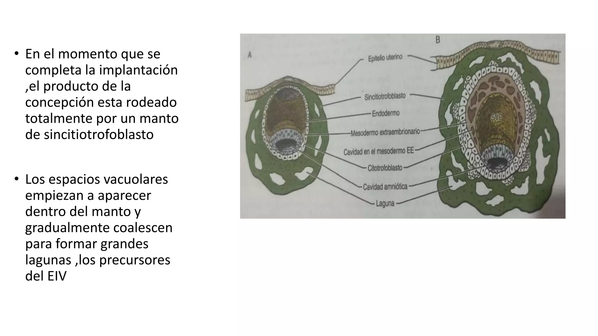 anatomia y fisiologia de la placenta.pptx