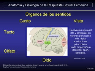 Órganos de los sentidos
MVB 2011
activación neuronal
(HT y amígdala) en
varones por acceso
más rápido
a estructuras
primo...
