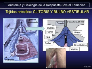 Ligamento
suspensorio
Gl.
Bartholino
vagina
uretra
Tejidos eréctiles: CLÍTORIS Y BULBO VESTIBULAR
Glande
Cuerpo
Pierna
Raí...