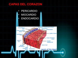 Anatomia y fisiologia del corazón | PPT