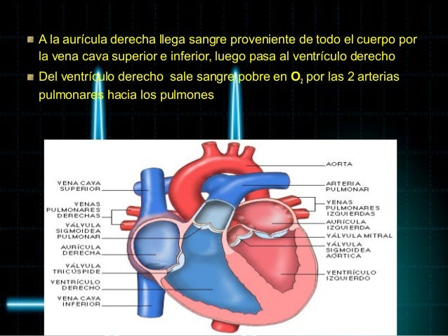 Anatomia Y Fisiologia Del Corazón