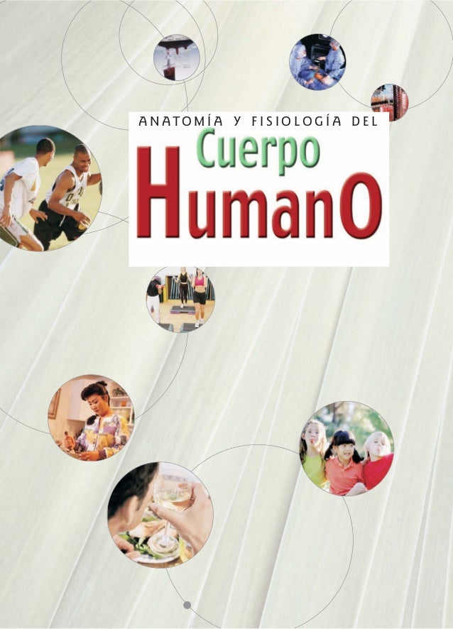 Anatomia