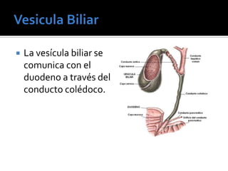 Anatomia y fisiologia del higado | PPTX