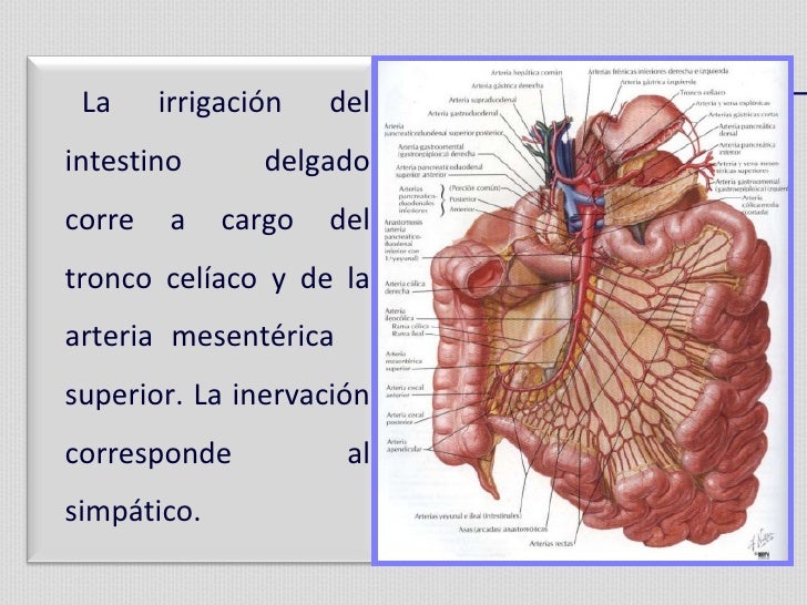 Anatomia y fisiologia del intestino delgado