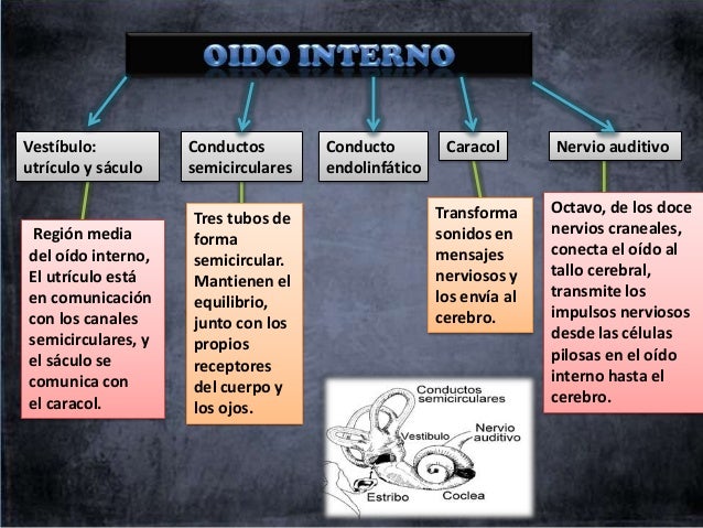 Anatomia y fisiologia del oido