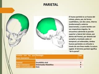 Anatomia y fisiologia del par biomagnetico.pdf