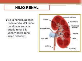 Anatomia y fisiologia del Riñon | PPTX