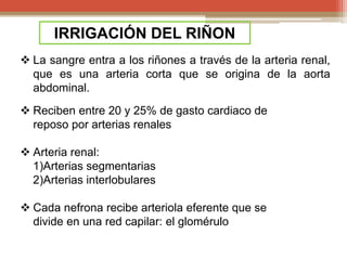 Anatomia y fisiologia del Riñon | PPTX