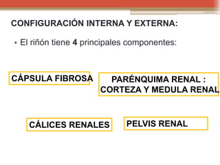 Anatomia y fisiologia del Riñon | PPTX