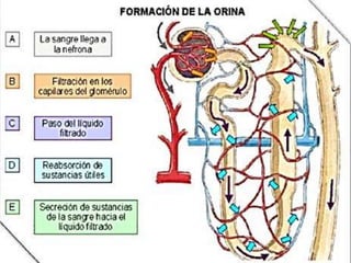 Anatomia y fisiologia del Riñon
