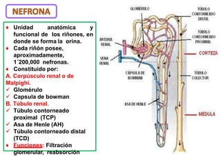Glomerulo Riñon ANATOMIA Y FISIOLOGIA DEL RIÑON.pptx