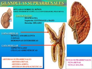 Anatomia y fisiologia del riñon ok | PPTX