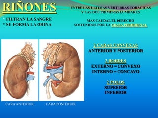 Anatomia y fisiologia del riñon ok | PPTX