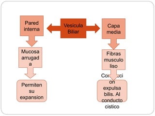 Vesicula
Biliar
Capa
media
Permiten
su
expansion
Contracci
on
expulsa
bilis. Al
conducto
cistico
Pared
interna
Mucosa
arrugad
a
Fibras
musculo
liso
 