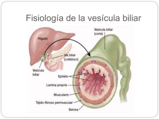 Fisiología de la vesícula biliar
 