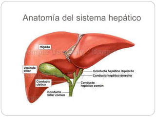 Anatomía del sistema hepático
 