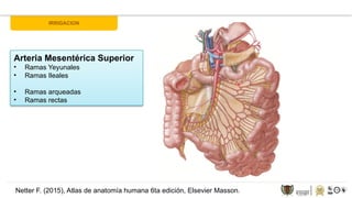 ANATOMIA Y FISIOLOGIA GASTROINTESTINAL.pptx