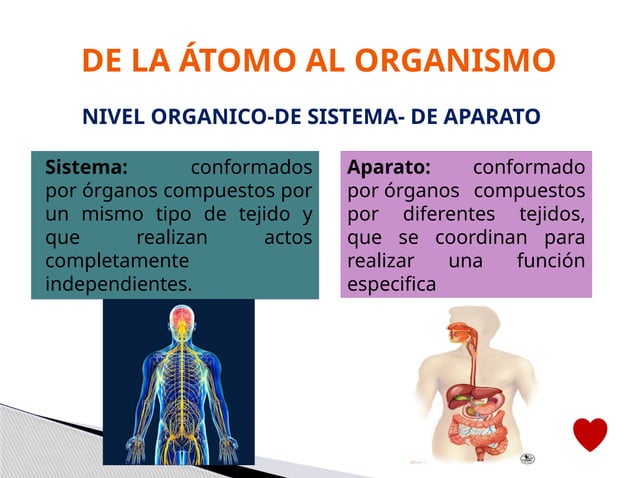 anatomia-y-fisiologia-niveles-de-organizacion-del-cuerpo-humano-pptx