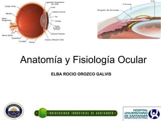 Anatomía y Fisiología Ocular  ELBA ROCIO OROZCO GALVIS 